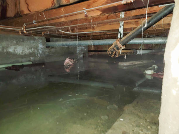 Best Flood restoration services  in Citrus Springs, FL