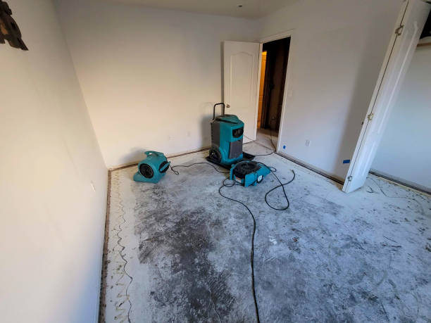 Best Mold removal after water damage  in Citrus Springs, FL