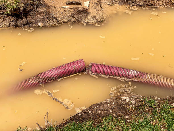 Best Water damage cleanup near me  in Citrus Springs, FL